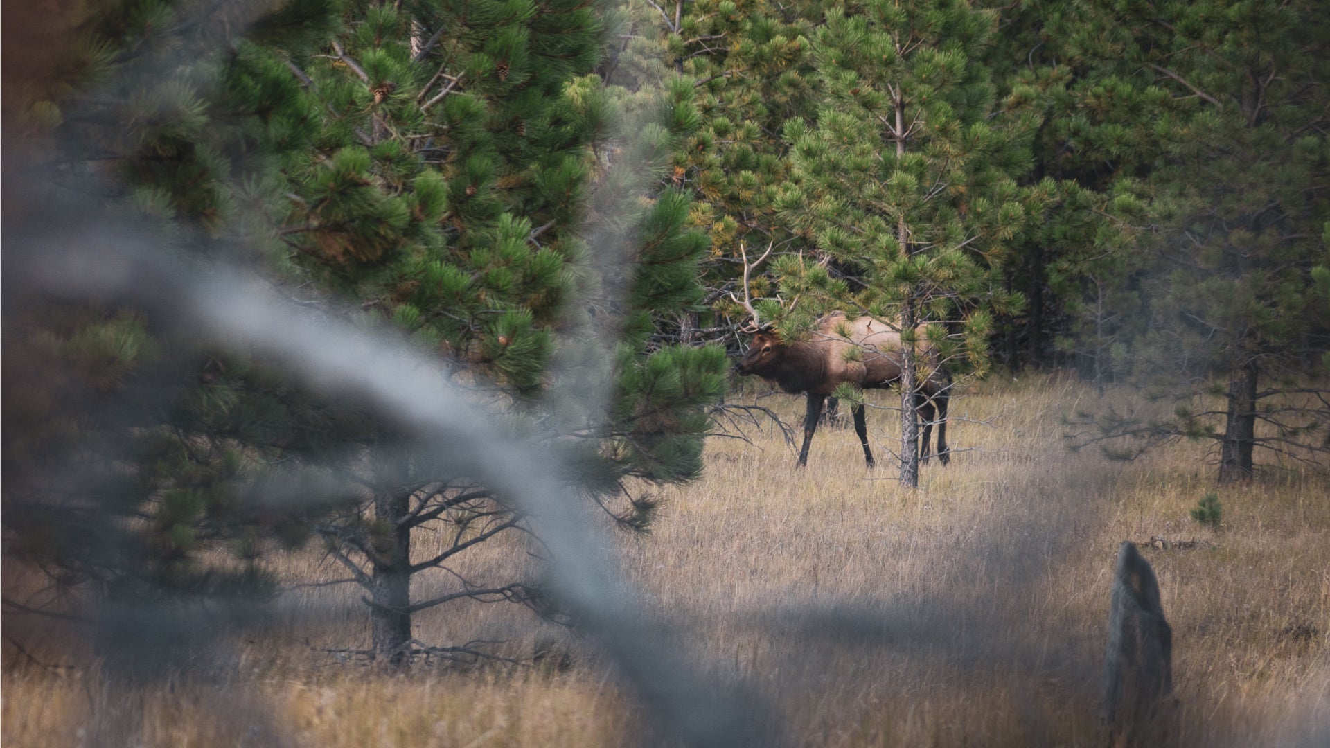 Satellite bulls, Late rut hunting, Elk hunting strategies, Cow calls, Estrus call, Hunting techniques, Hunting elk late in the rut, Archery season, Hunting behavior, Bull elk, peax equipment