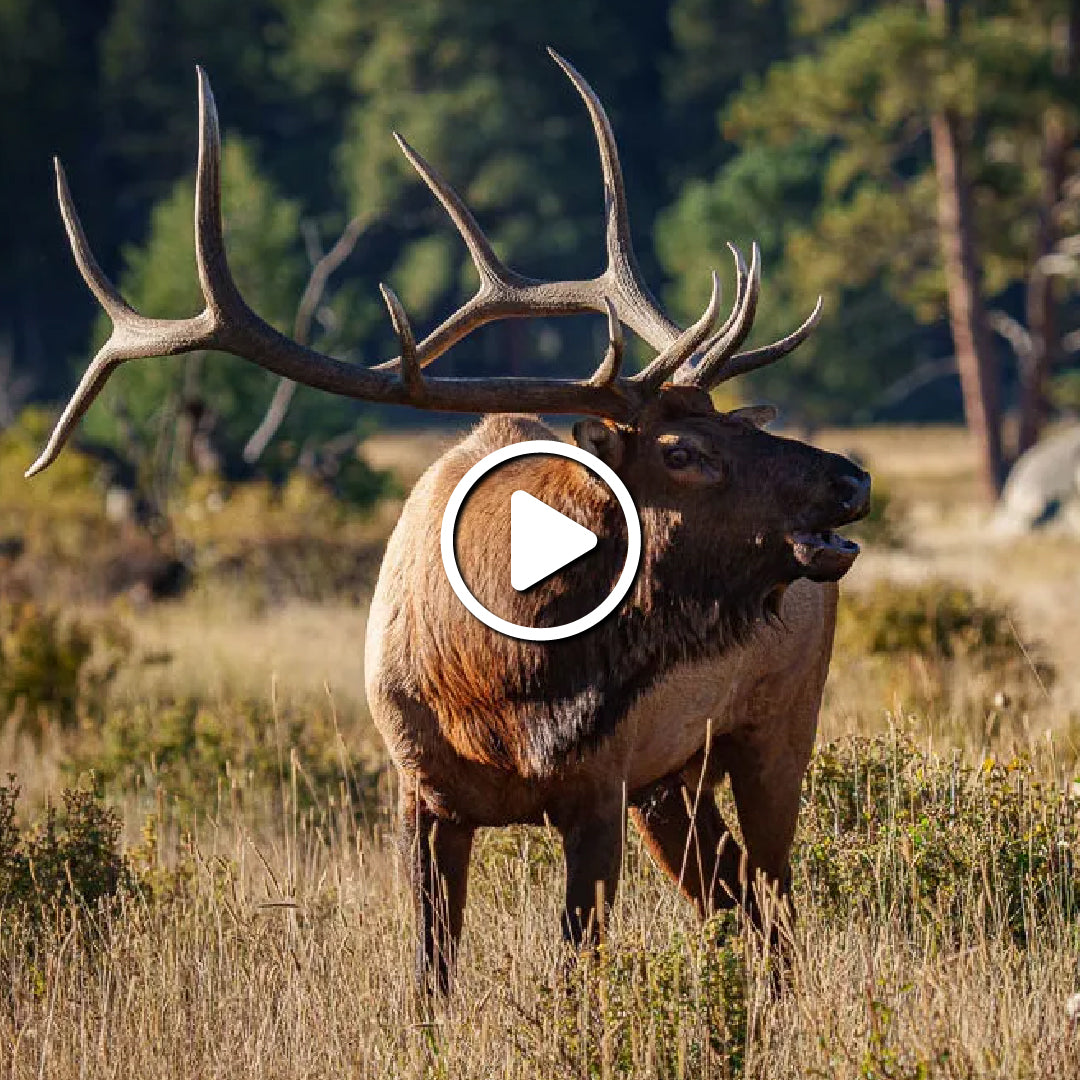  WINNING THE WYOMING ELK TAG GAME - IS IT POSSIBLE?