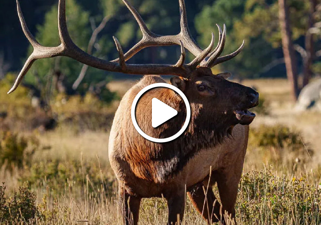  WINNING THE WYOMING ELK TAG GAME - IS IT POSSIBLE?